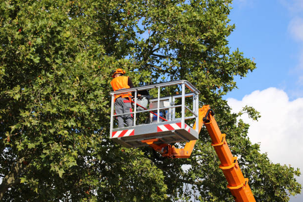 Best Storm Damage Tree Cleanup  in Five Points, OH