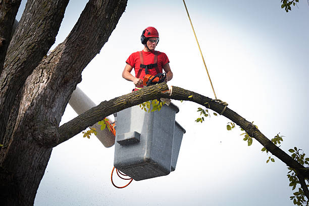 How Our Tree Care Process Works  in  Five Points, OH